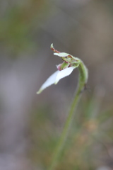 Eriochilus collinus collinus