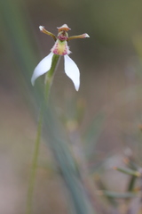 Eriochilus collinus collinus