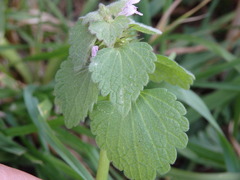 Lamium coutinhoi