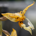 Stanhopea jenischiana - Photo (c) dogtooth77, some rights reserved (CC BY-NC-SA)