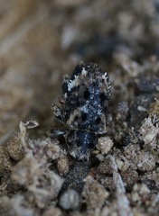 Ephrycus obliquus