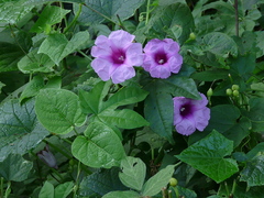 Ipomoea mauritiana
