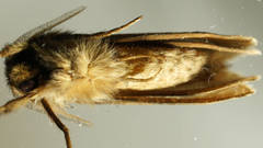 Fraus polyspila