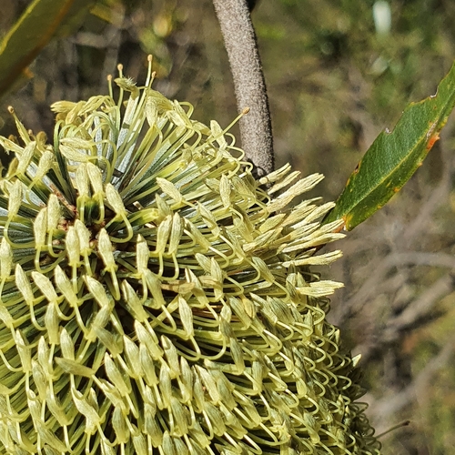 Coast banksia (Banksia integrifolia)