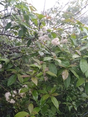 Ehretia longiflora