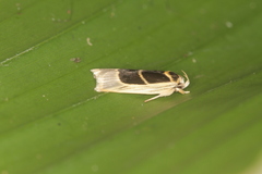 Antaeotricha renselariana