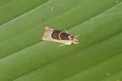 Antaeotricha renselariana