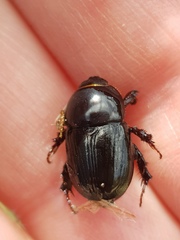 Adoryphorus coulonii