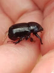 Adoryphorus coulonii