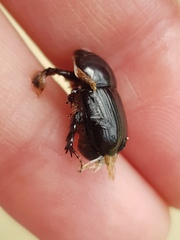 Adoryphorus coulonii