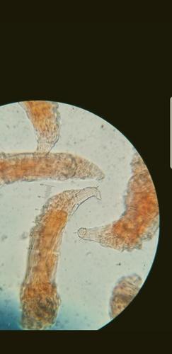 Philodinavidae