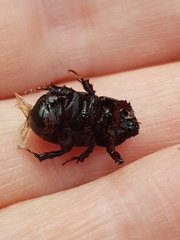 Adoryphorus coulonii