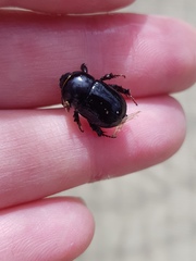 Adoryphorus coulonii