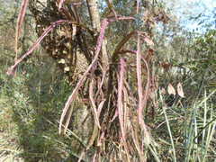 Lepismium cruciforme
