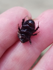 Adoryphorus coulonii