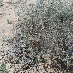Psorothamnus emoryi