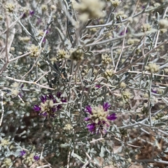 Psorothamnus emoryi
