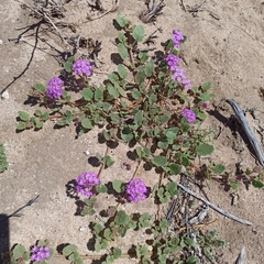 Abronia villosa
