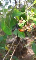 Anterhynchium abdominale