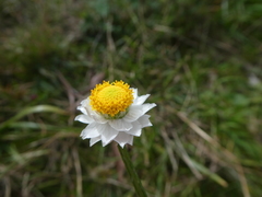 Ammobium alatum