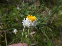 Ammobium alatum