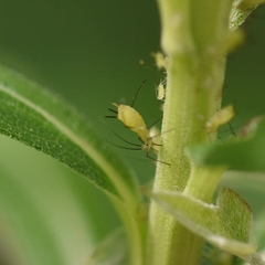 Uroleucon erigeronense
