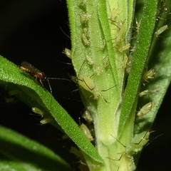 Uroleucon erigeronense