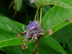 Neuracanthus sphaerostachyus