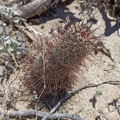 Mammillaria hutchisoniana hutchisoniana