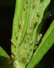 Uroleucon erigeronense
