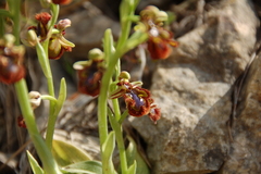 Ophrys speculum speculum