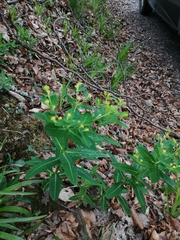 Euphorbia hyberna