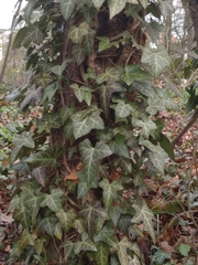 Hedera helix