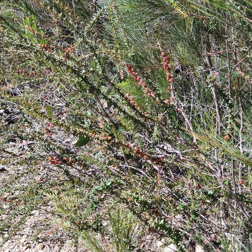 Image of Leptospermum squarrosum by (c) ronavery, some rights reserved (CC BY)