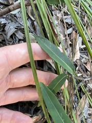 Leichhardtia fraseri
