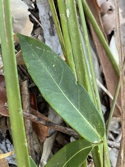 Leichhardtia fraseri