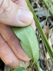 Leichhardtia fraseri