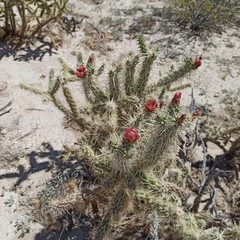 Cylindropuntia sanfelipensis