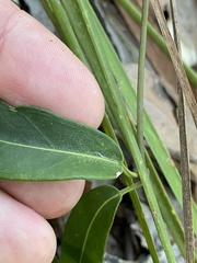 Leichhardtia fraseri