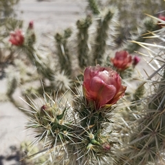 Cylindropuntia sanfelipensis