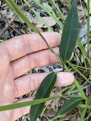 Leichhardtia fraseri