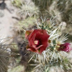 Cylindropuntia sanfelipensis