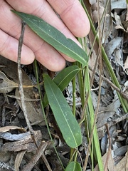 Leichhardtia fraseri