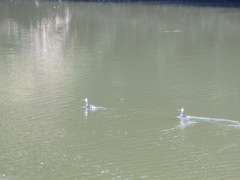 Podiceps cristatus