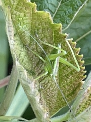 Tettigonia orientalis