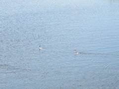 Podiceps cristatus