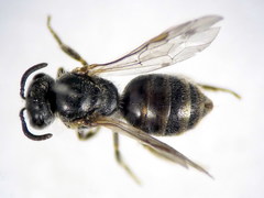 Lasioglossum pseudoplanulum