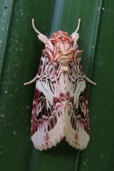 Spodoptera picta