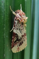 Spodoptera picta
