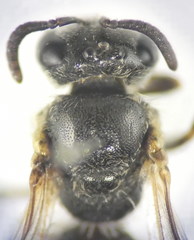 Lasioglossum pseudoplanulum